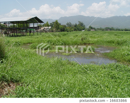 Lake Inleigh (Myanmar) 16683866