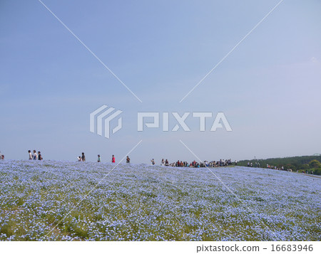 日立海濱公園的Nemophila 日立海濱公園的Nemophila 16683946