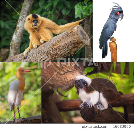 Group of different wild animal 16683960