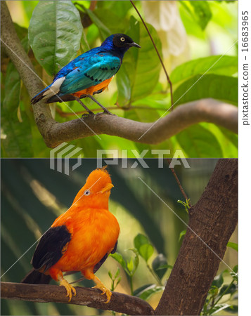 Collage of colorful blue and orange birds. 16683965
