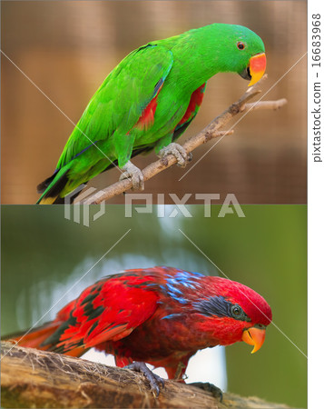 Collage of beautiful Chattering Lory Lorius on a branch 16683968