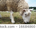 Obihiro's sheep 16684860