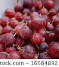 Gooseberry 16684892