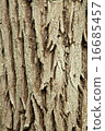 Texture of bark 16685457