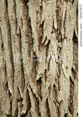 Texture of bark Texture of bark 16685457