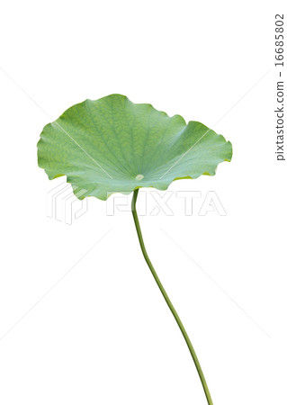 荷葉 荷葉 16685802