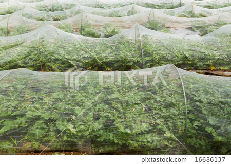 與昆蟲網的菜領域 16686137