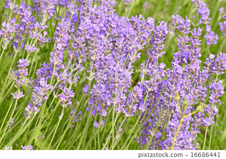 Lavender with blurred background 16686441