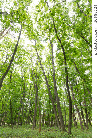 新鮮的綠色森林 新鮮的綠色森林 16686524