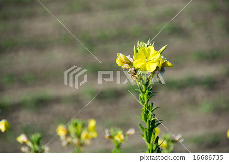 Yellow field flower clad in morning dew Yellow field flower clad in morning dew 16686735