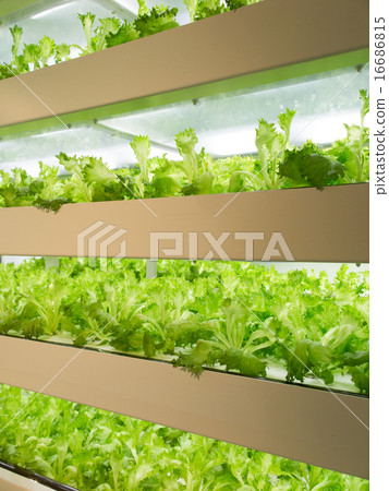 Vegetable factory Vegetable factory 16686815