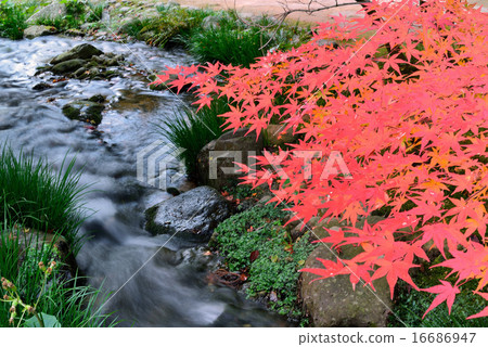 Autumn leaves -1 16686947