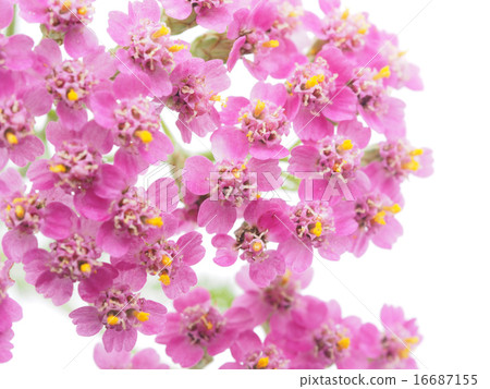 pink milfoil on white background 16687155