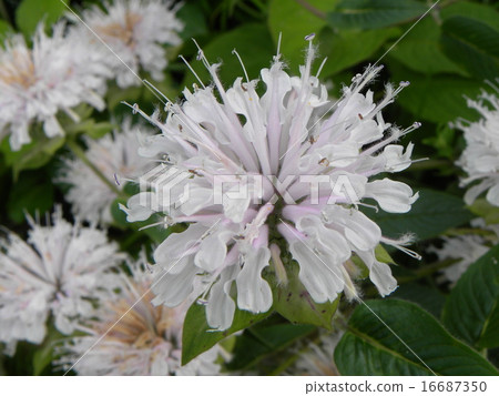 顏色夏天的Monarada白花 16687350