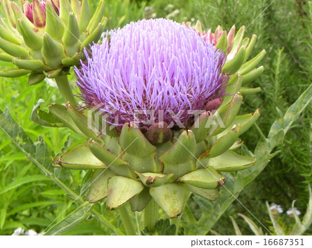 薊的大花是朝鮮薊的紫色花 薊的大花是朝鮮薊的紫色花 16687351