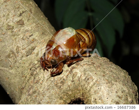 Cicadas emerging Cicadas emerging 16687386