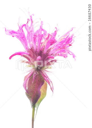 bergamot flowers on a white background 16687430