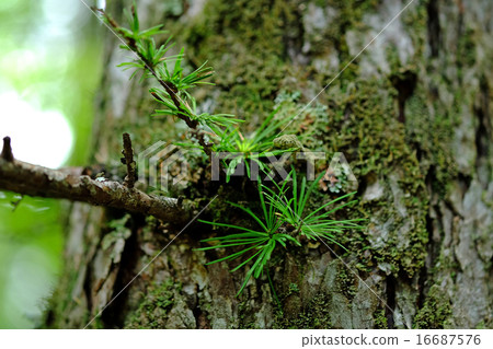 Larch Larch 16687576