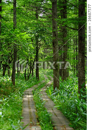 Larch forest Larch forest 16687577