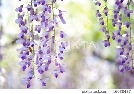 紫藤花和蜜蜂 16688427