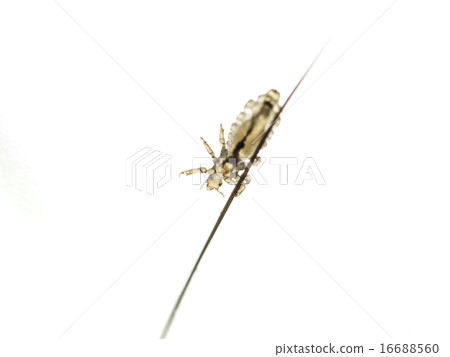 Head louse (living body · hair · back side) 16688560