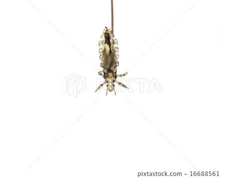 Head louse (living body · hair · front side) Head louse (living body · hair · front side) 16688561