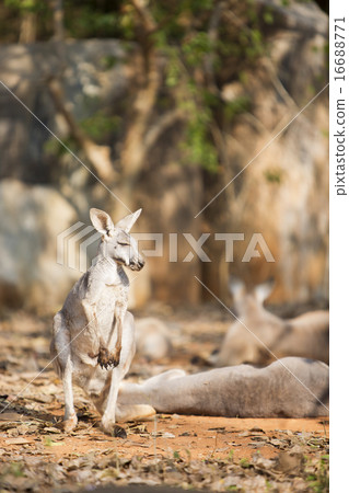 Grey Kangaroo. 16688771