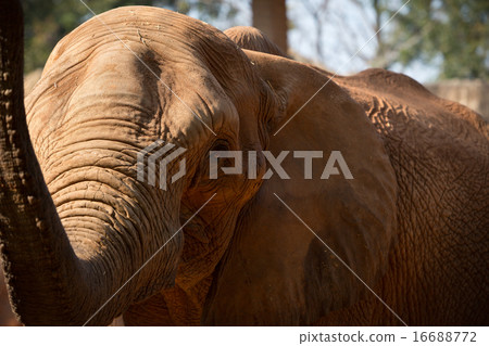 African Elephant raise the trunk. African Elephant raise the trunk. 16688772