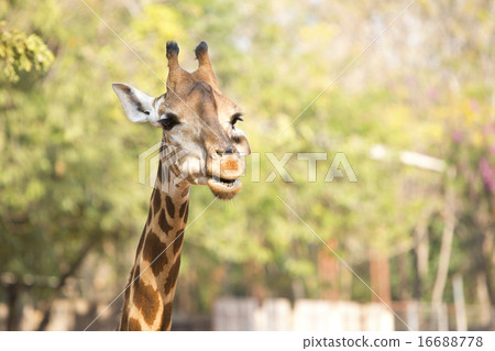 Head of Giraffe. 16688778