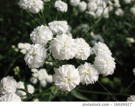 Blooming yarrow ptarmika (Achillea ptarmica) 16689927