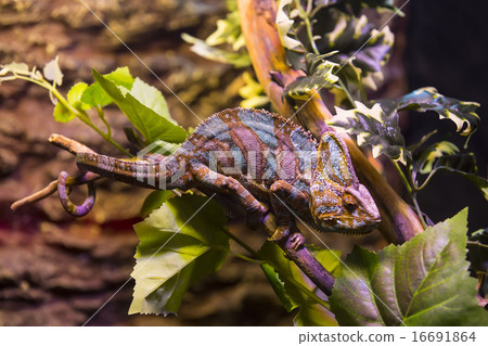 live wild reptiles lizards shot close-up in nature 16691864