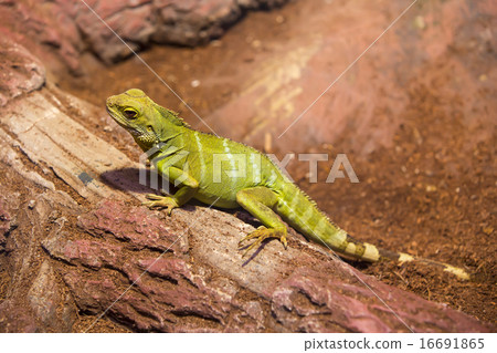 live wild reptiles lizards shot close-up in nature 16691865