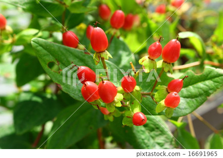 Fruit of hypericum 16691965