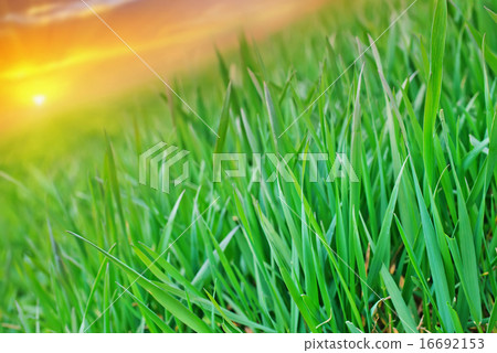 nature background nature background 16692153