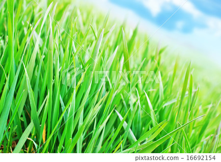 nature background nature background 16692154