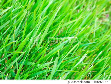 nature background nature background 16692156