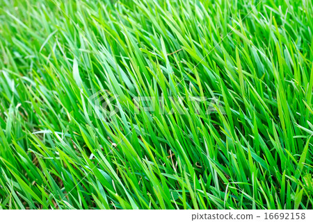 nature background nature background 16692158