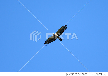 鳳頭蜂鷹 16692982