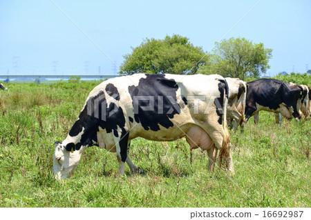 Cattle rabbit riverbed grazing Tone river dairy farm animal husbandry Cattle rabbit riverbed grazing Tone river dairy farm animal husbandry 16692987