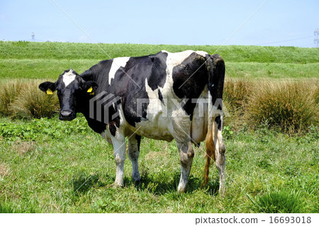 Cattle rabbit riverbed grazing Tone river dairy farm animal husbandry Cattle rabbit riverbed grazing Tone river dairy farm animal husbandry 16693018