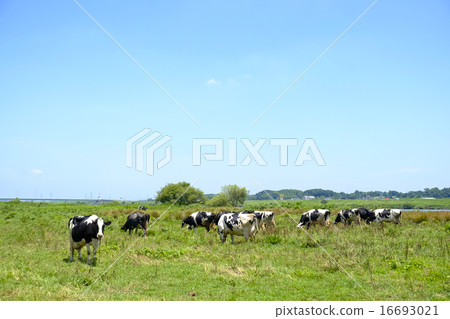 Cattle rabbit riverbed grazing Tone river dairy farm animal husbandry Cattle rabbit riverbed grazing Tone river dairy farm animal husbandry 16693021