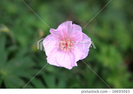 Frozou Frozou 16693083