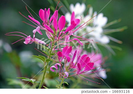  Cleome 16693116