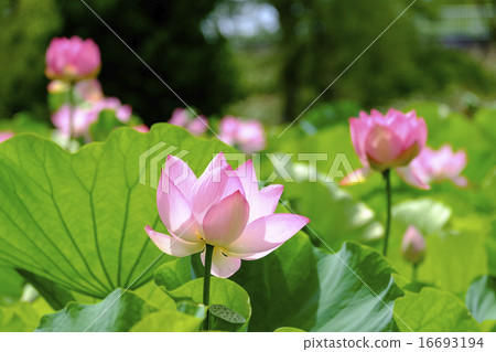Oga Has Bath lotus 16693194