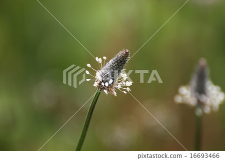 Heraooba Heraooba 16693466