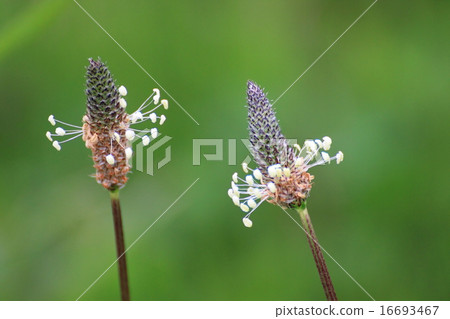 Heraooba Heraooba 16693467