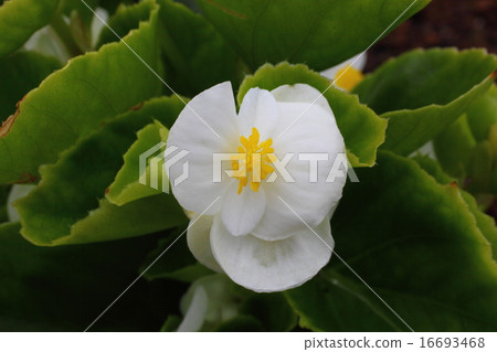 Begonia 16693468