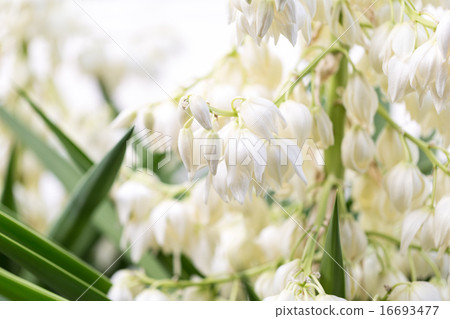 Youth tree (Yucca) flowers 16693477