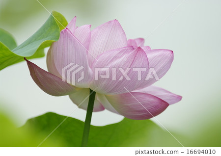 Lotus Lotus 16694010