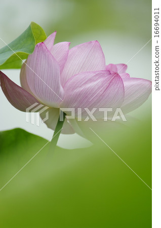 Lotus Lotus 16694011